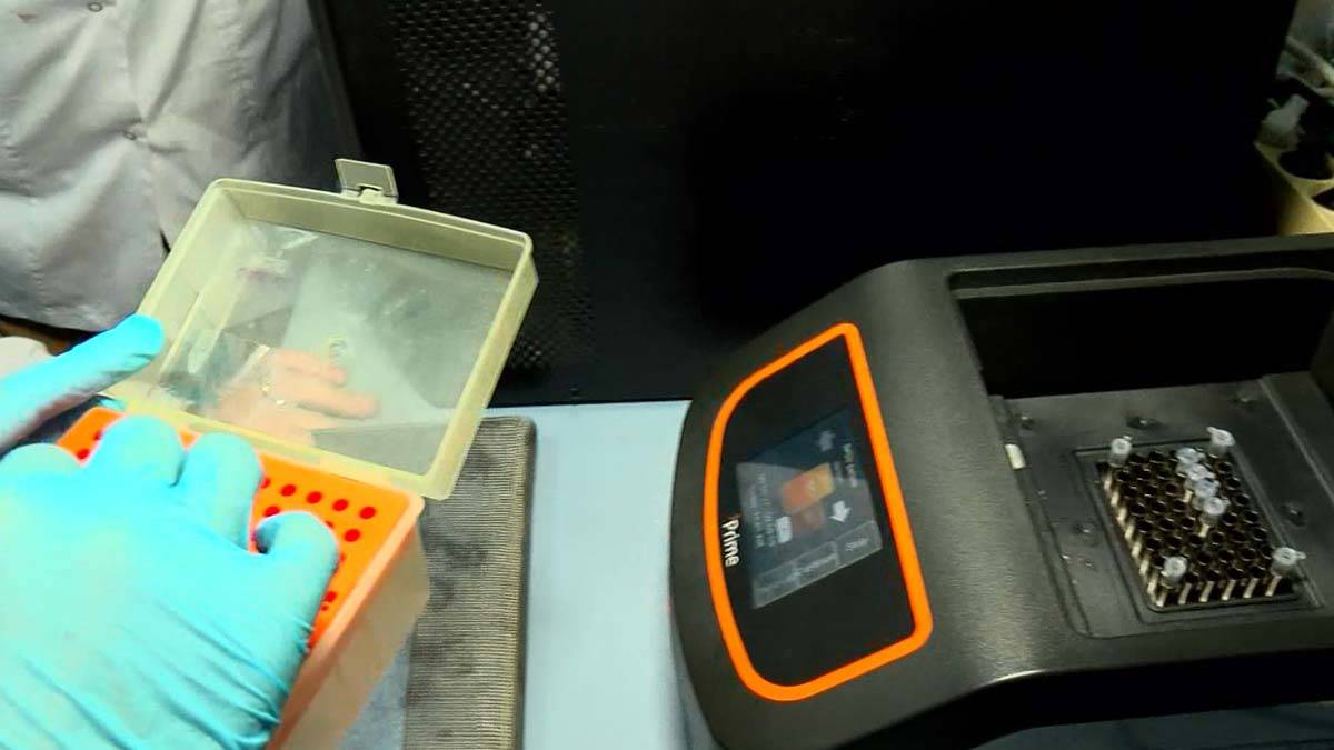 İstanbul'da Asya Kaplan Sivrisineği tehlikesi