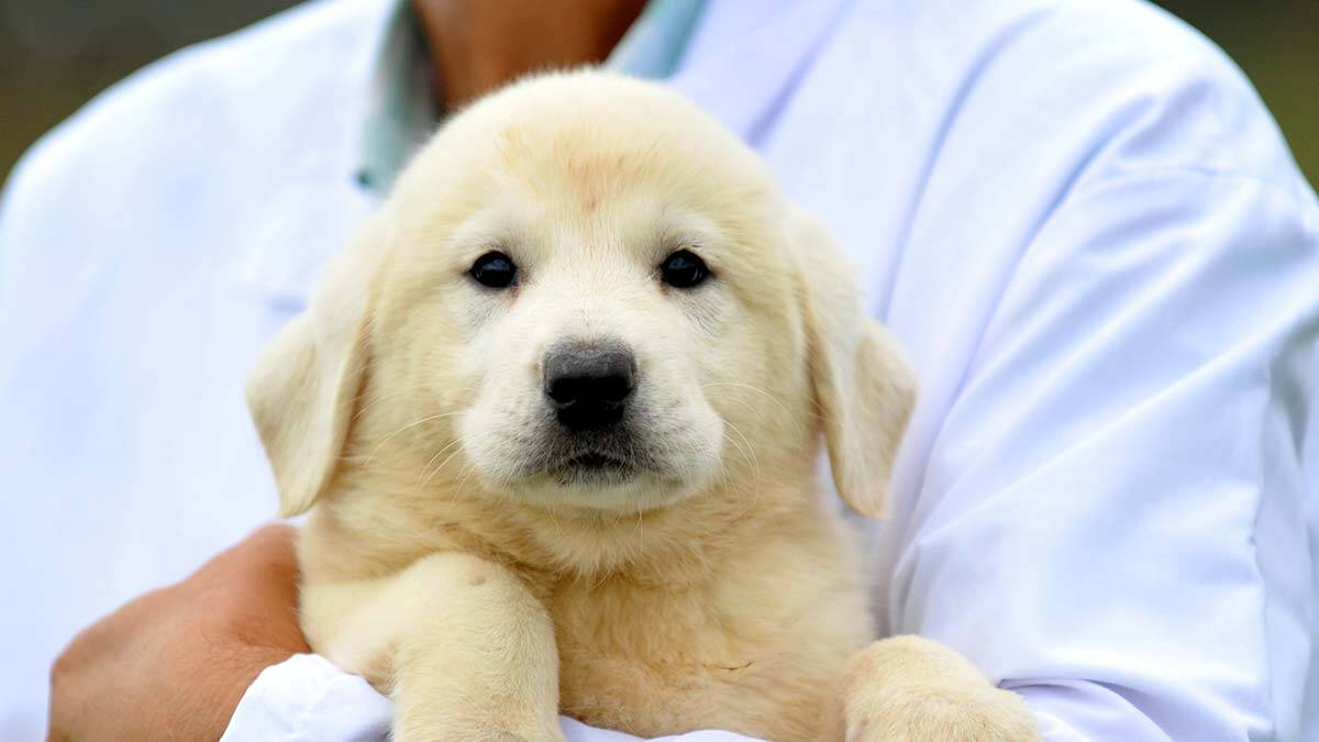 Kangal ve akbaşları almak için 1 yıllık sıraya giriyorlar