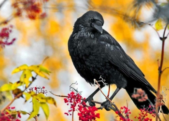 Kargalar batıl inanca göre pek sevilmezler