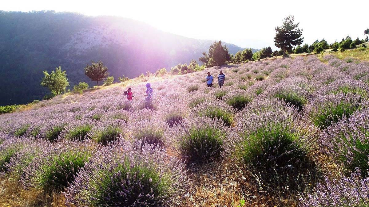 Köydeki lavanta tarlası fotoğraf stüdyosuna döndü