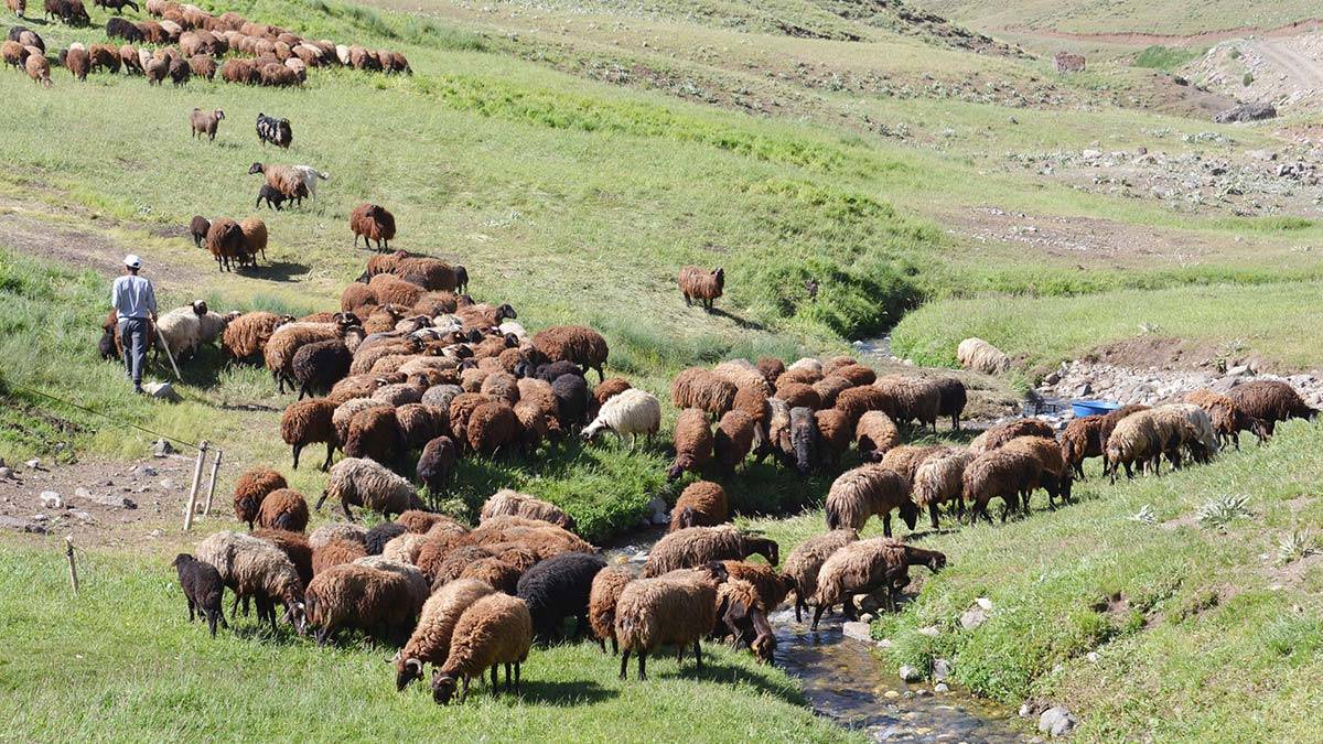 Kuraklık hayvanlardaki verimi düşüyor