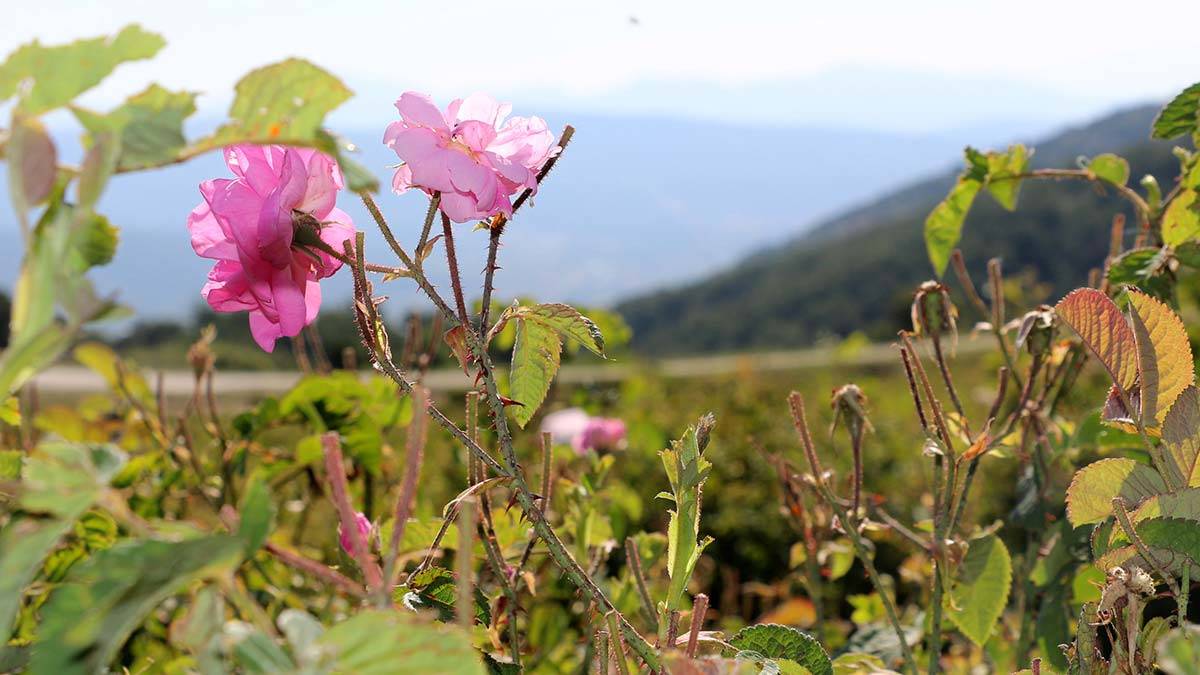 Bu yıl gül rekoltesi düştü