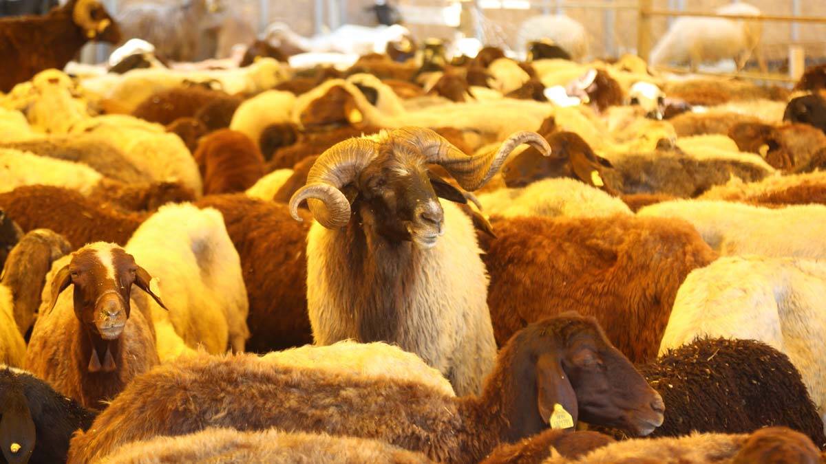 Kurban pazarındaki kurbanlıkların yüzde 80’i satıldı