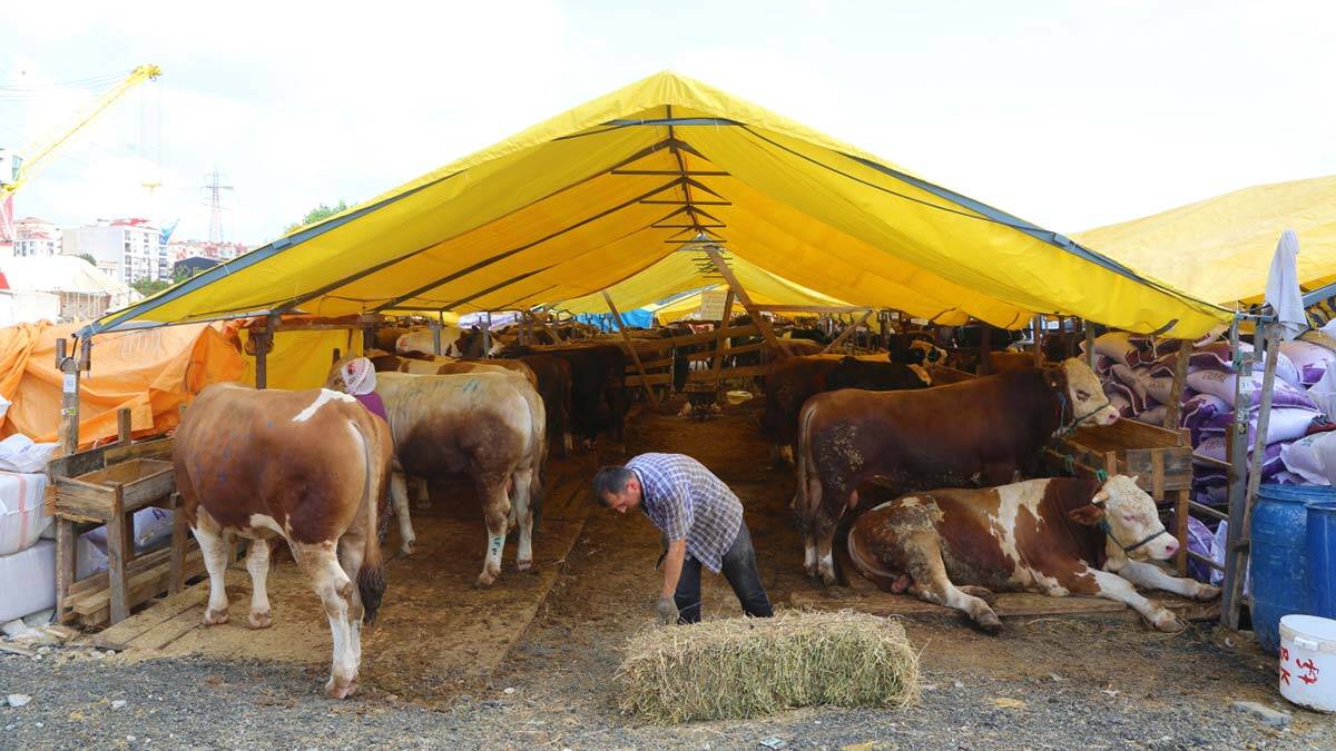 Kurban pazarındaki kurbanlıkların yüzde 80’i satıldı