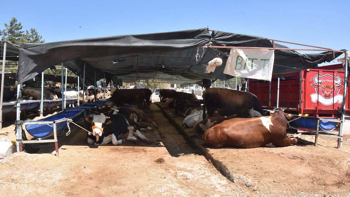 Kurban pazarlarında arife yoğunluğu
