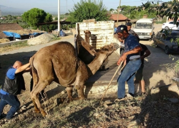 Kurbanlık develer, 25 bin liraya alıcı buluyor