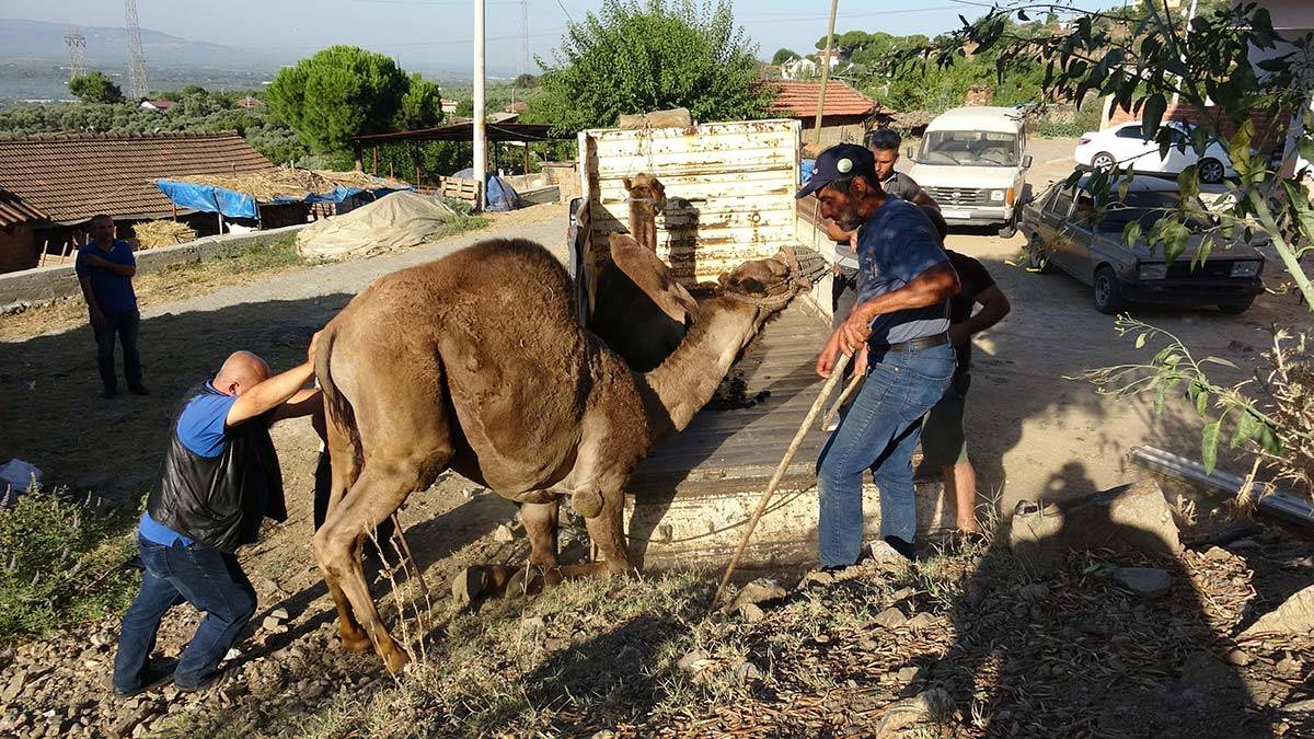 Kurbanlık develer, 25 bin liraya alıcı buluyor