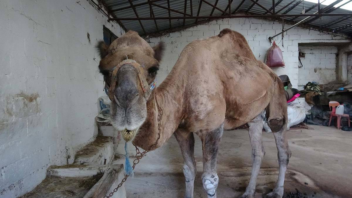 Kurbanlık develer, 25 bin liraya alıcı buluyor