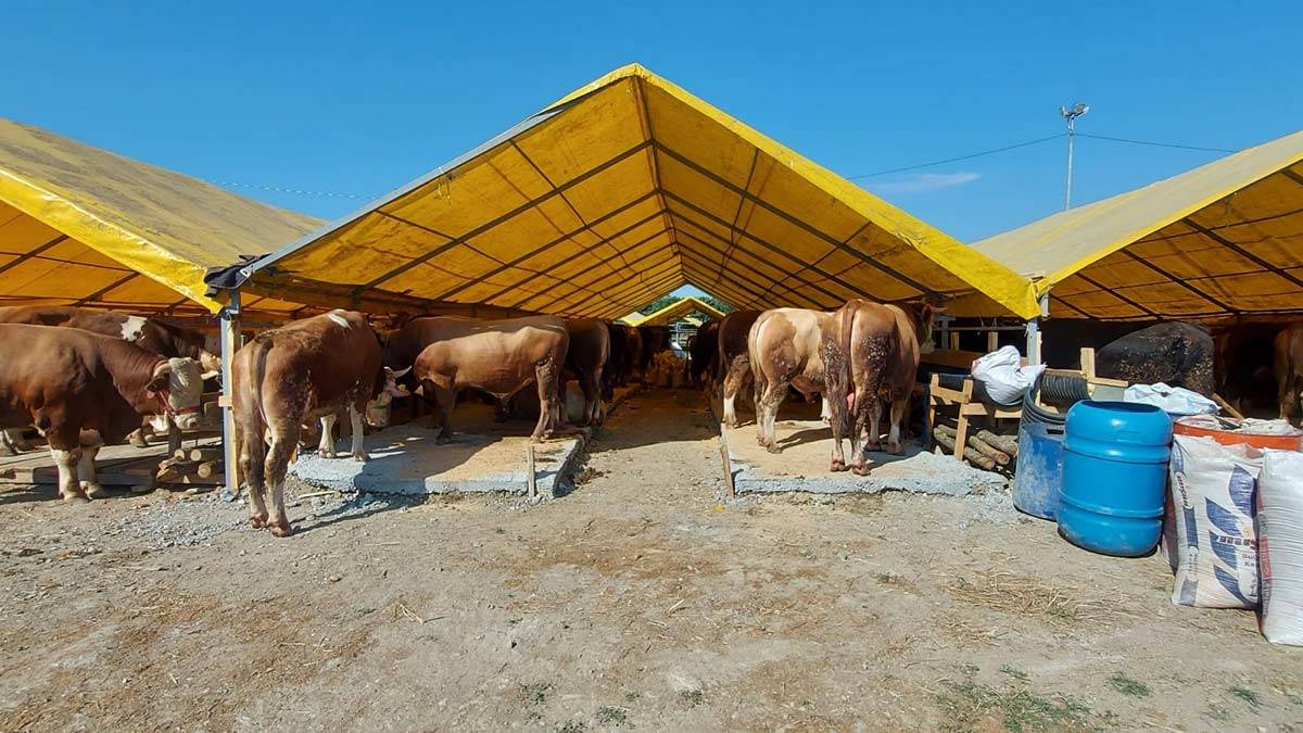 Kurbanlık hayvanlar İstanbul'a getirilmeye başlandı