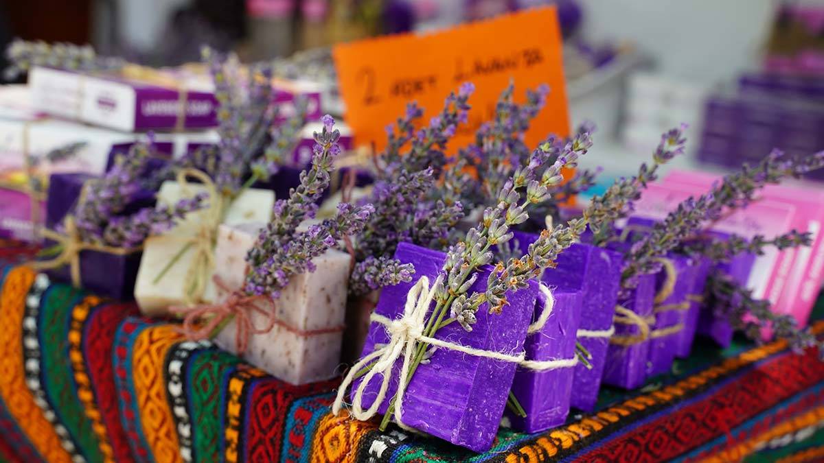 Lavanta kokulu köyde, ziyaretçi hareketliliği