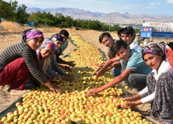 Kayısı rekoltesinin 391 bin 88 ton olması bekleniyor