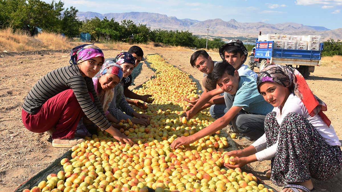 Kayısı rekoltesinin 391 bin 88 ton olması bekleniyor