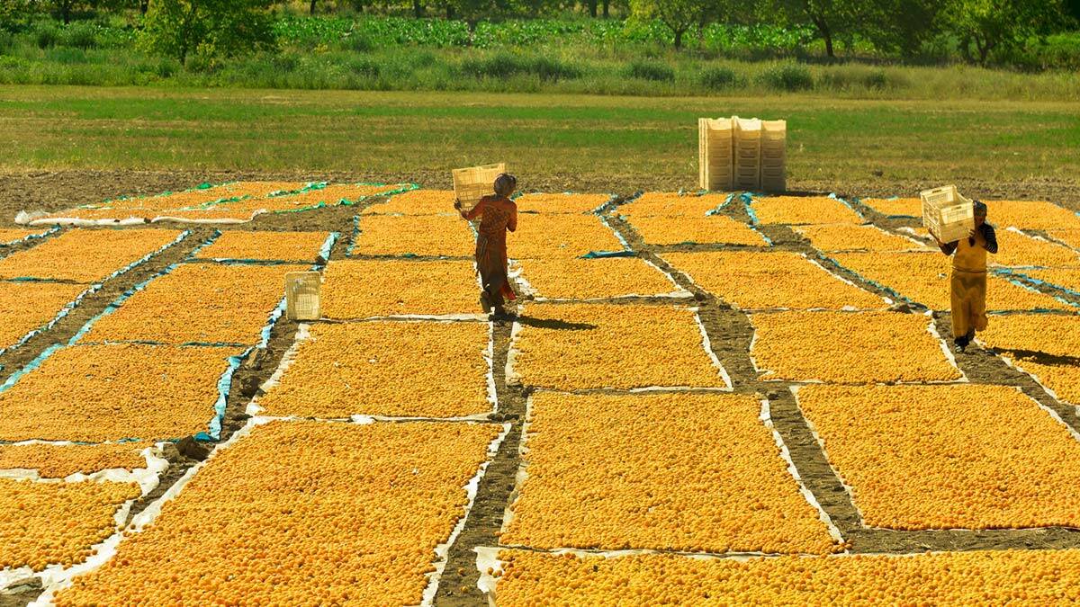 Kayısının başkentinde hasat sürüyor