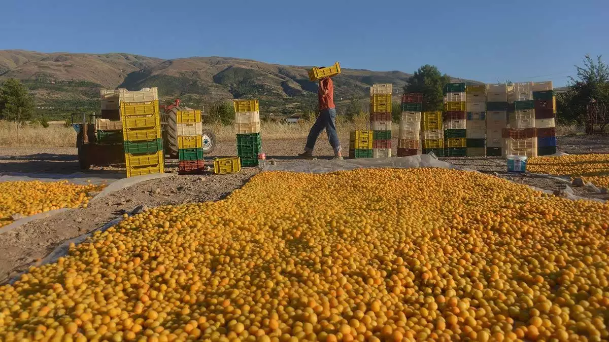 Kayısının başkentinde hasat başladı