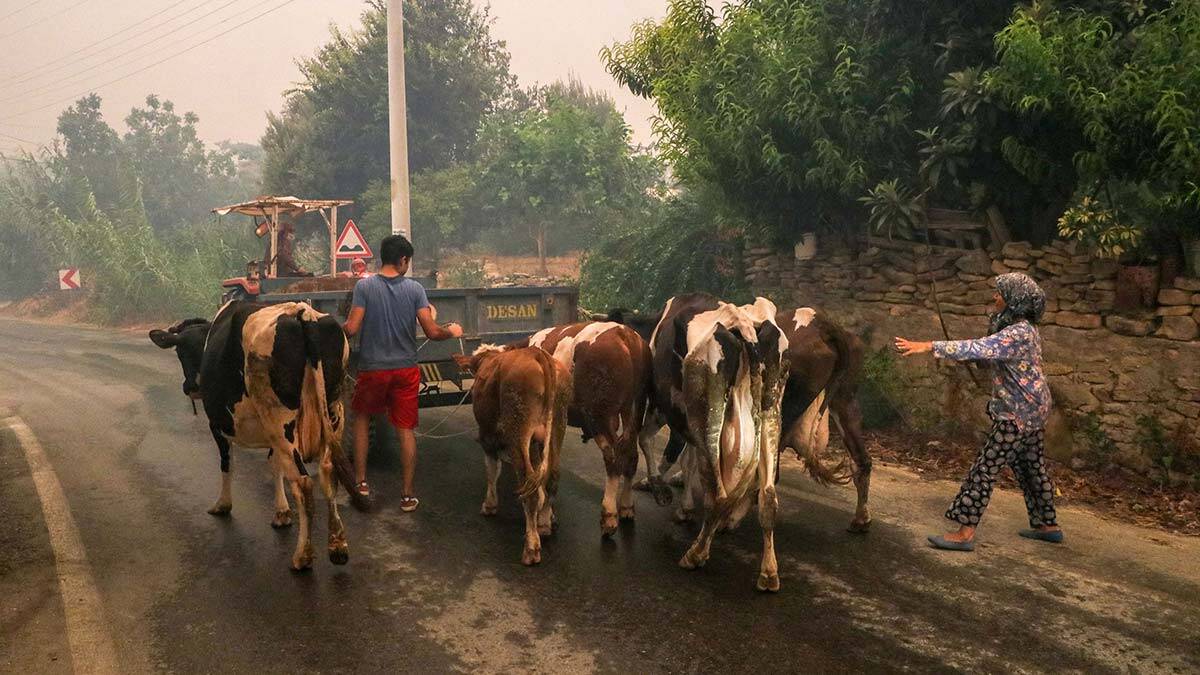 Manavgat'taki büyük yangında 2'nci gün; bir mahalle daha boşaltıldı, gece boyunca esen şiddetli poyraz nedeniyle alevler Ulukapı Sülek Mahallesin'e kadar geldi.