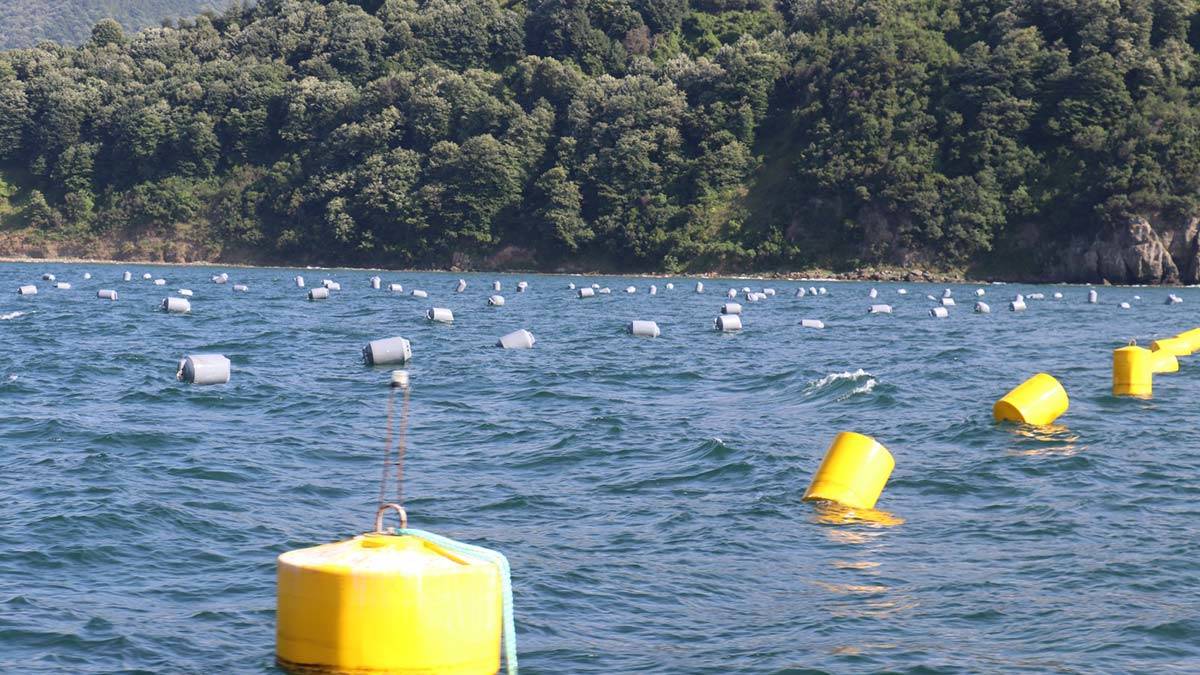 Midye çiftlikleri müsilajla mücadelede etkin rol alacak
