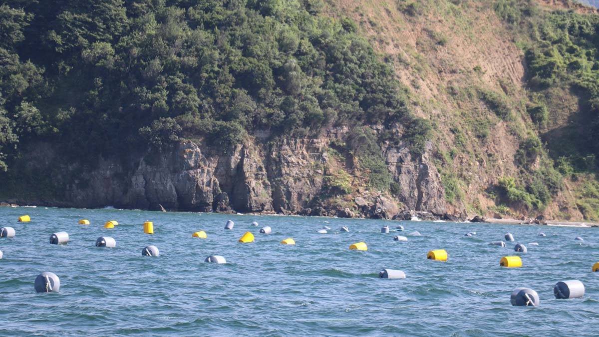 Midye çiftlikleri müsilajla mücadelede etkin rol alacak