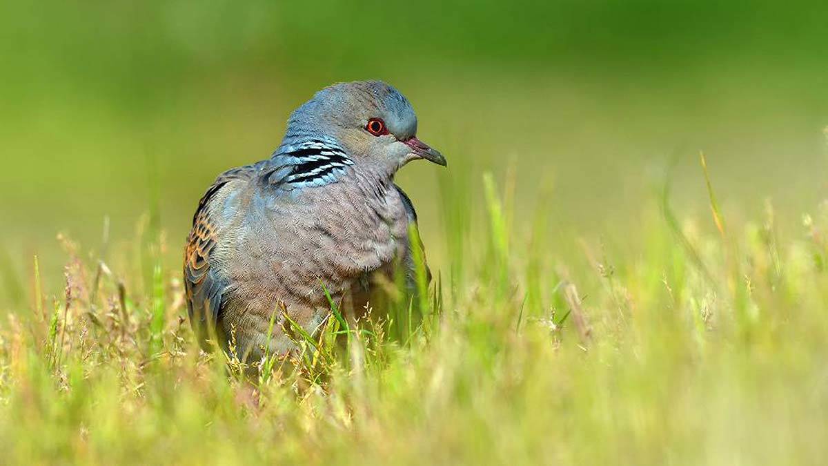 Küresel ölçekte nesli tehlike altındaki türler listesindeki üveyik ve elmabaş patka, (MAK) 25 üyesinden 5'inin şerh kararıyla, avlanacak türler listesine alındı.