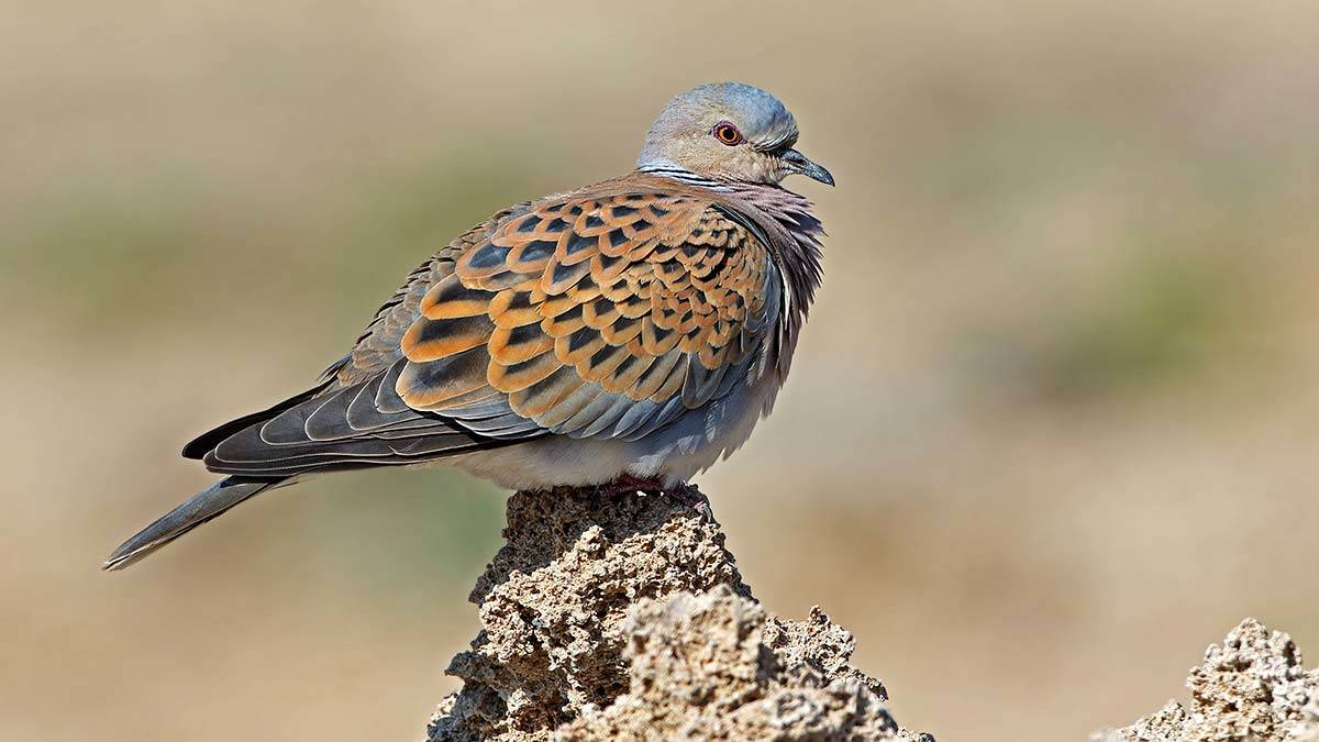 Küresel ölçekte nesli tehlike altındaki türler listesindeki üveyik ve elmabaş patka, (MAK) 25 üyesinden 5'inin şerh kararıyla, avlanacak türler listesine alındı.