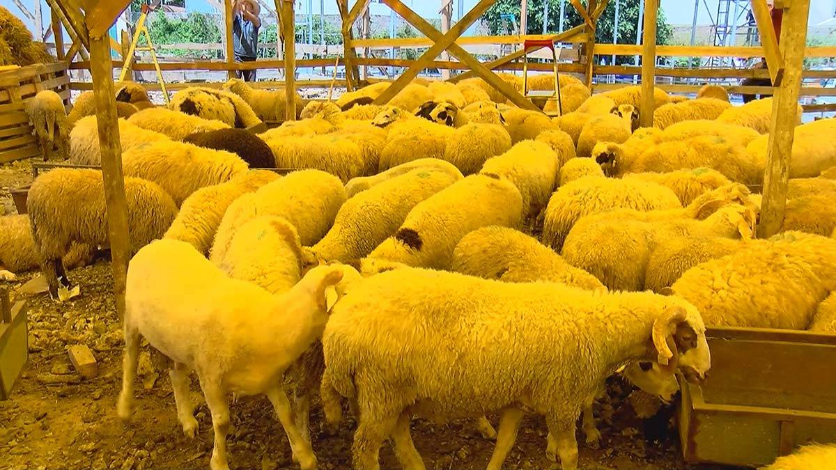 Kurban pazarlığında tokalaşma devri geri geldi