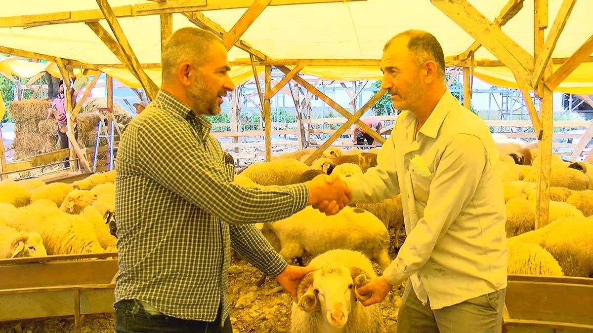 Kurban pazarlığında tokalaşma devri geri geldi