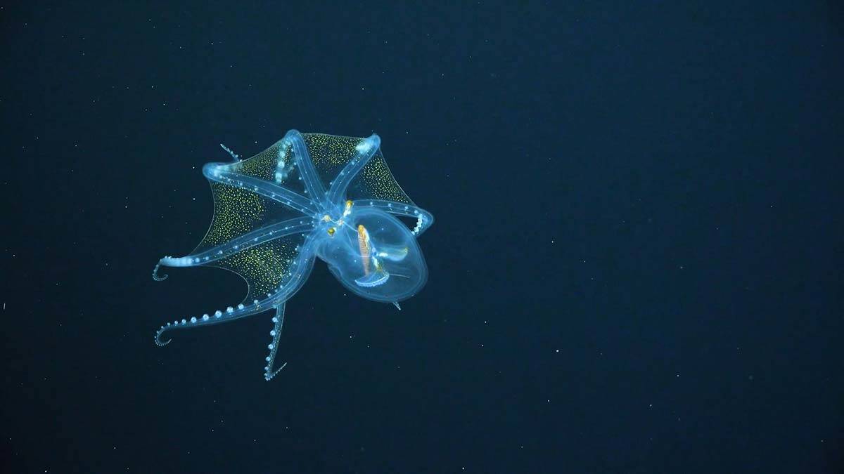 Nadir rastlanan Cam Ahtapot görüntülendi
