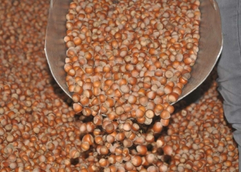 Ordu'da tahmini fındık rekoltesi 167 bin 300 ton