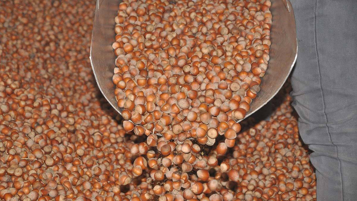 Ordu'da tahmini fındık rekoltesi 167 bin 300 ton