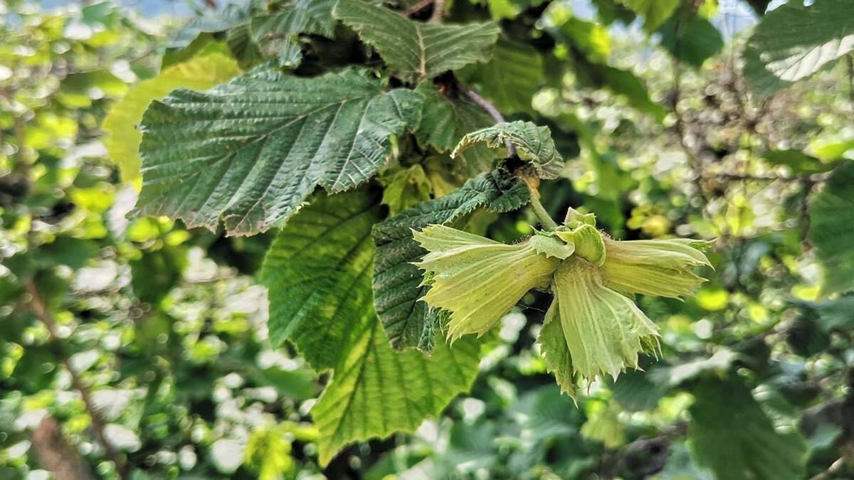 Ordu'da tahmini fındık rekoltesi 167 bin 300 ton