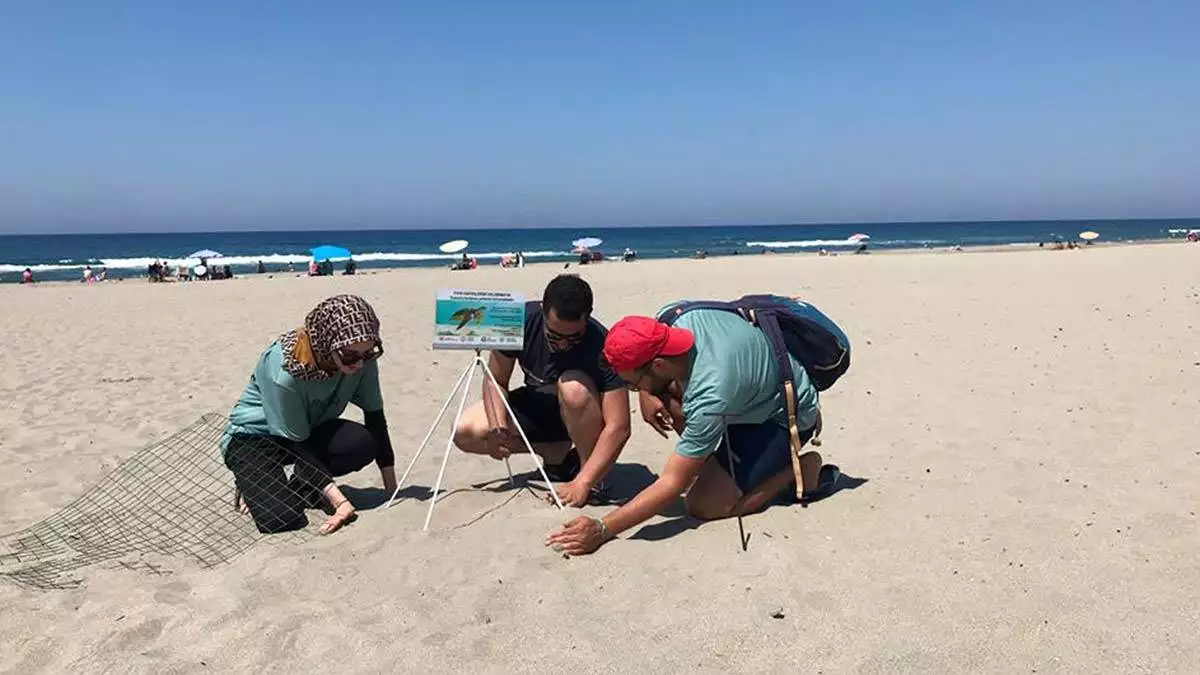 Patara plajı'na 250 deniz kaplumbağası yumurta bıraktı