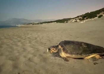 Patara Plajı'na 250 deniz kaplumbağası yumurta bıraktı