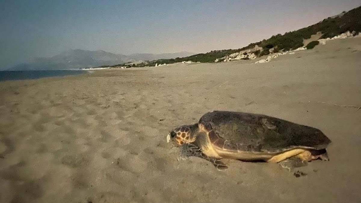 Patara Plajı'na 250 deniz kaplumbağası yumurta bıraktı