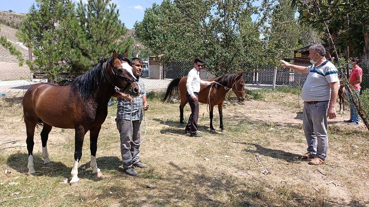 Sahipsiz atlarla göl gezisine para cezası 