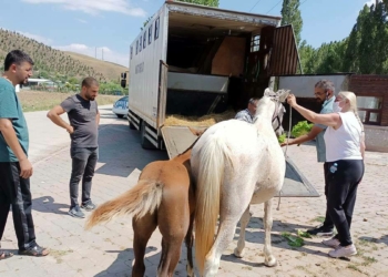 Sahipsiz atlarla göl gezisine para cezası
