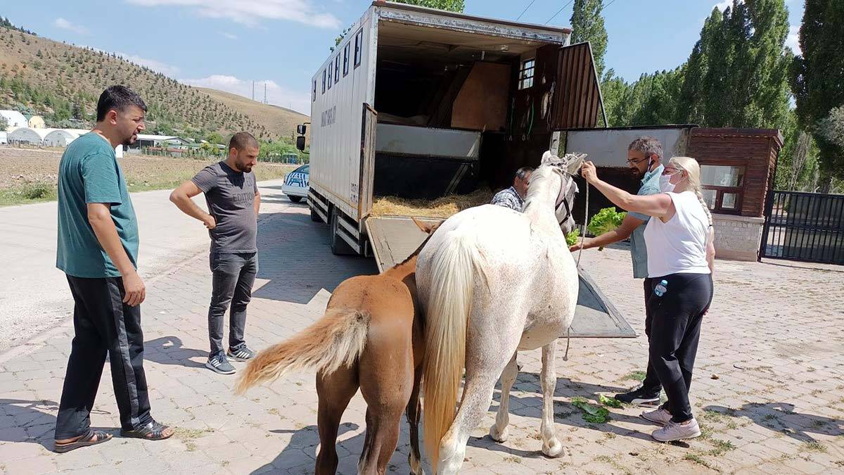 Sahipsiz atlarla göl gezisine para cezası