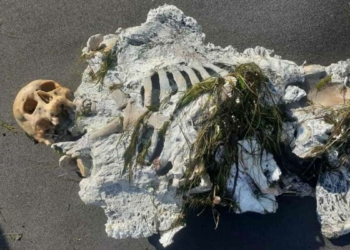 Samsun'da kıyıya vuran iskelete inceleme