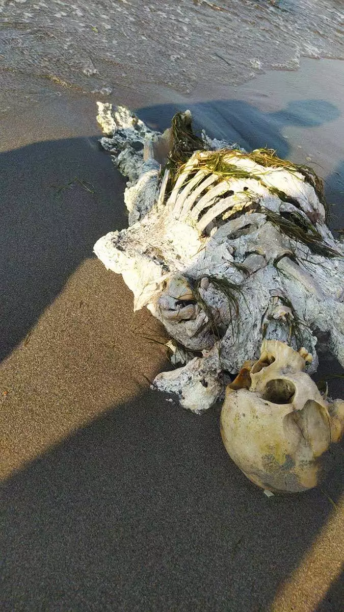 Samsun'da kıyıya vuran iskelete inceleme