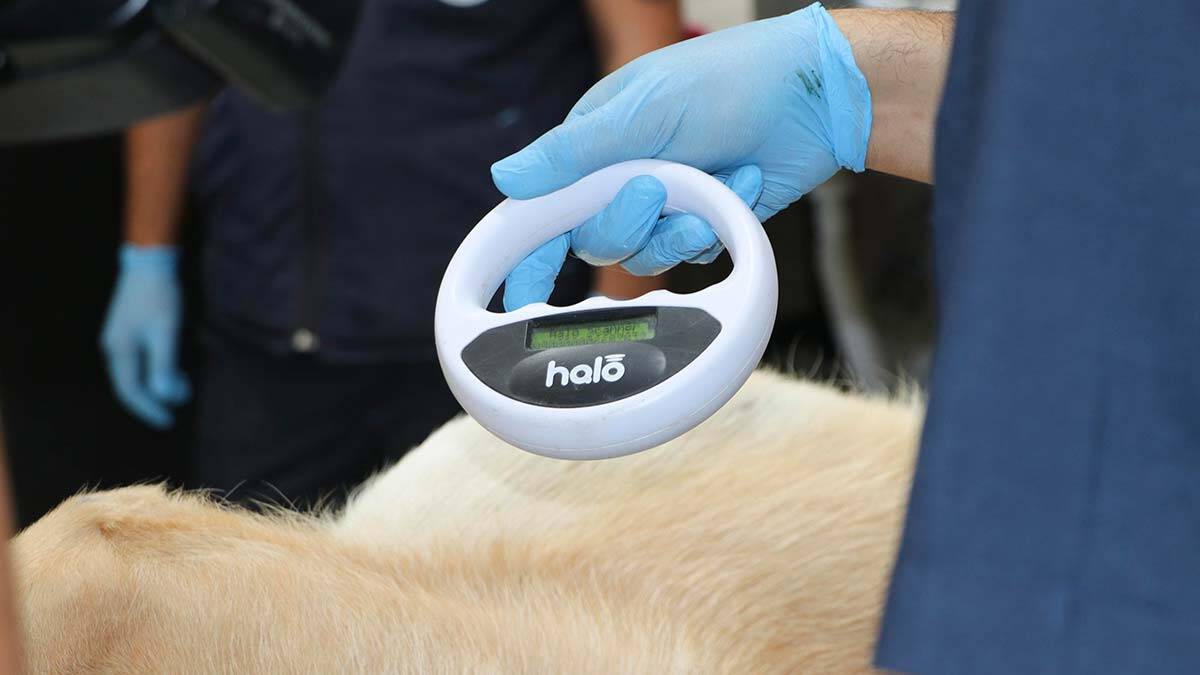 Sincan'da 8 ayda 1543 sokak köpeği kısırlaştırıldı 