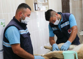 Sincan'da 8 ayda 1543 sokak köpeği kısırlaştırıldı