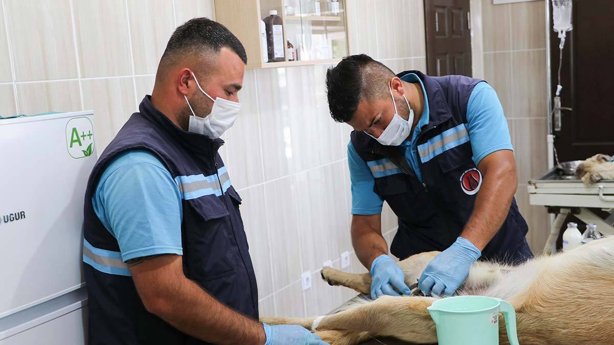 Sincan'da 8 ayda 1543 sokak köpeği kısırlaştırıldı