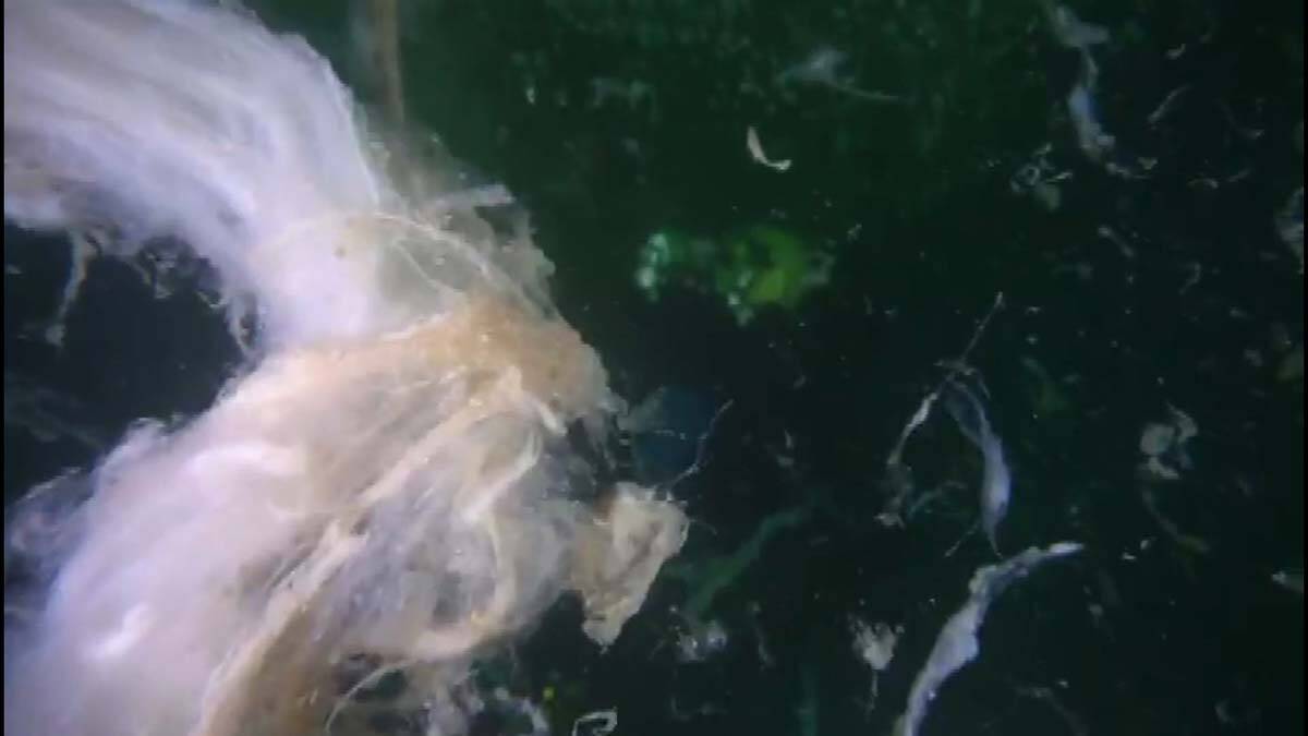 Deniz altındaki müsilaj varlığını sürdürüyor