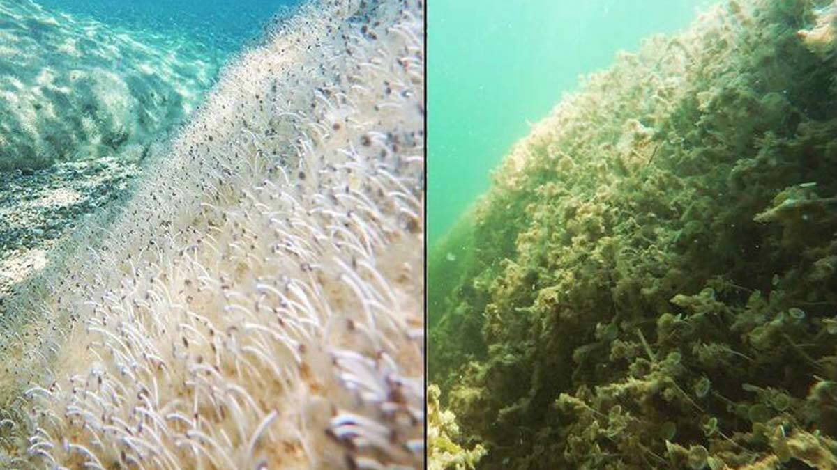 Deniz altındaki müsilaj varlığını sürdürüyor