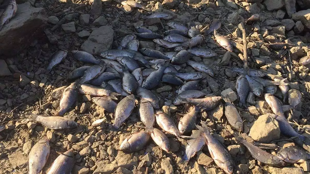 Barajdan balık ölülerini sepetlerle topladılar