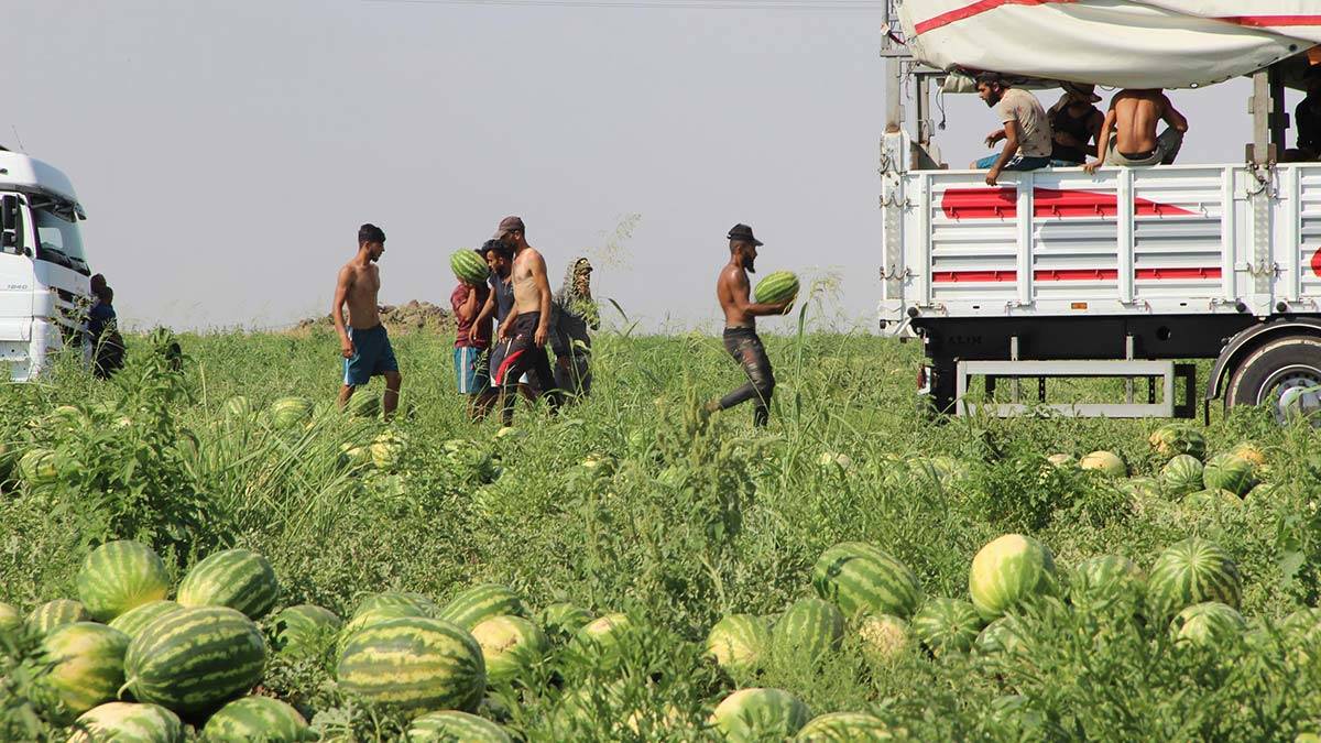 Tadıyla ünlü Diyarbakır karpuzunda hasat zamanı