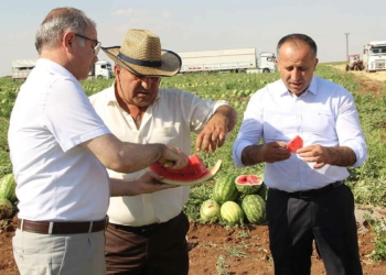 Tadıyla ünlü Diyarbakır karpuzunda hasat zamanı