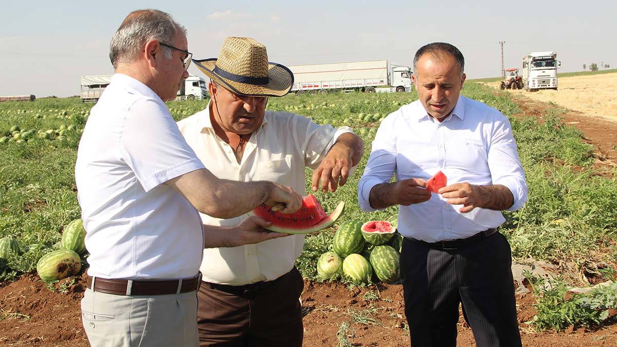 Tadıyla ünlü Diyarbakır karpuzunda hasat zamanı