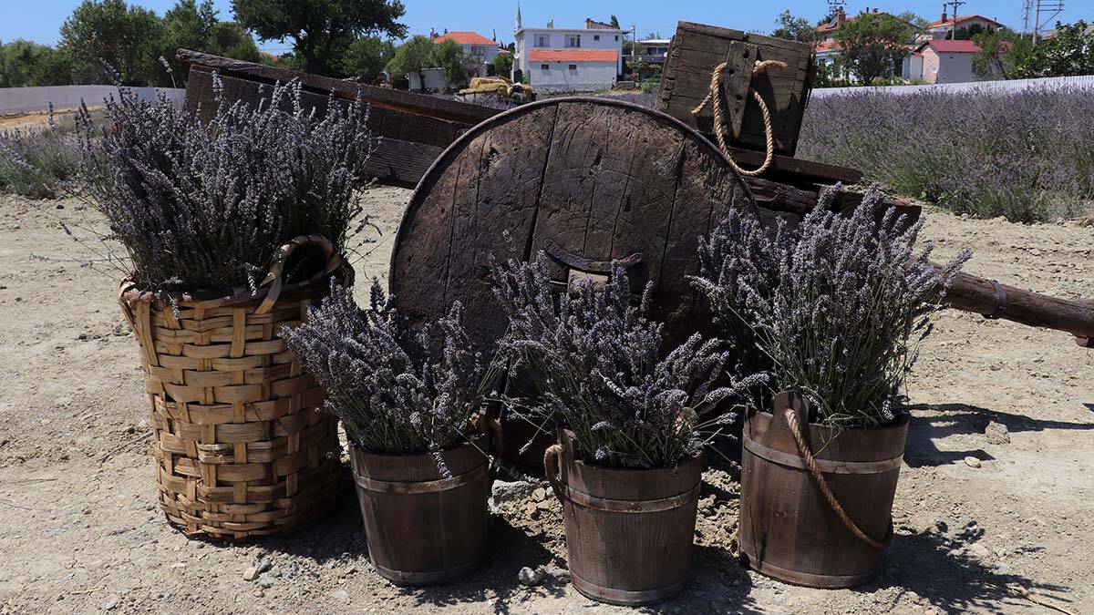 Gelibolu Yarımadası'nda lavantalar hasat edildi