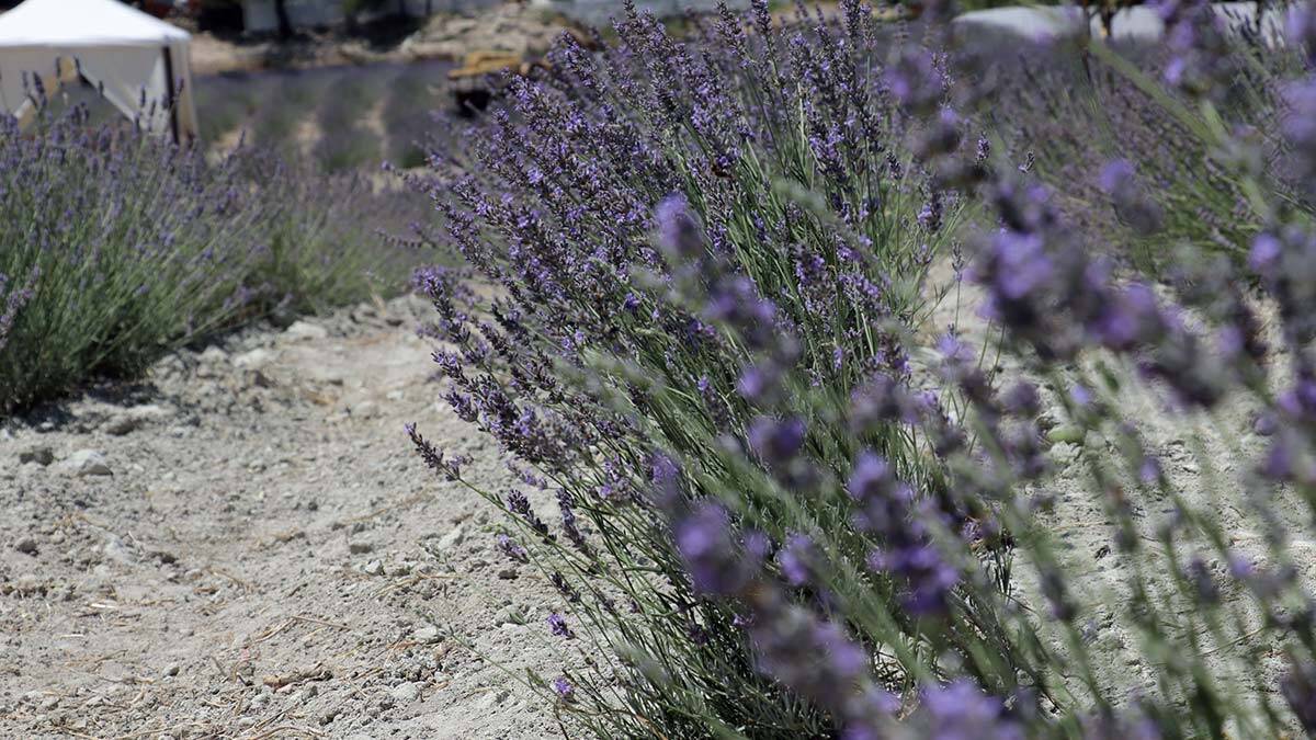 Gelibolu Yarımadası'nda lavantalar hasat edildi