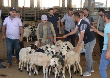 Kurbanlık alacaklara önemli uyarılar