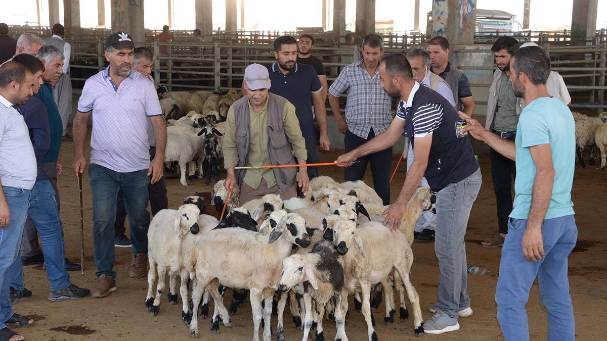 Kurbanlık alacaklara önemli uyarılar